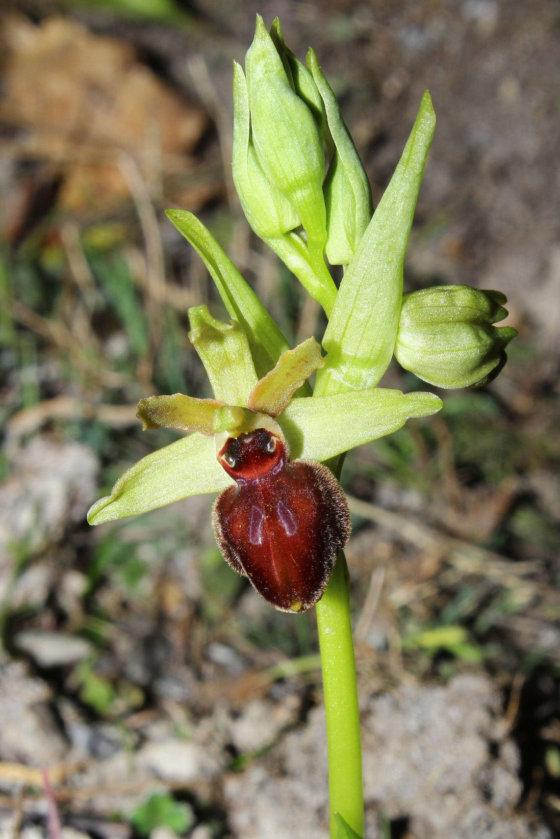 Ophrys arachnitiformis a confronto